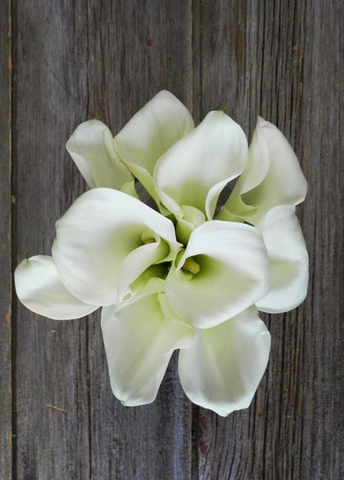 WHITE MINI CALLA